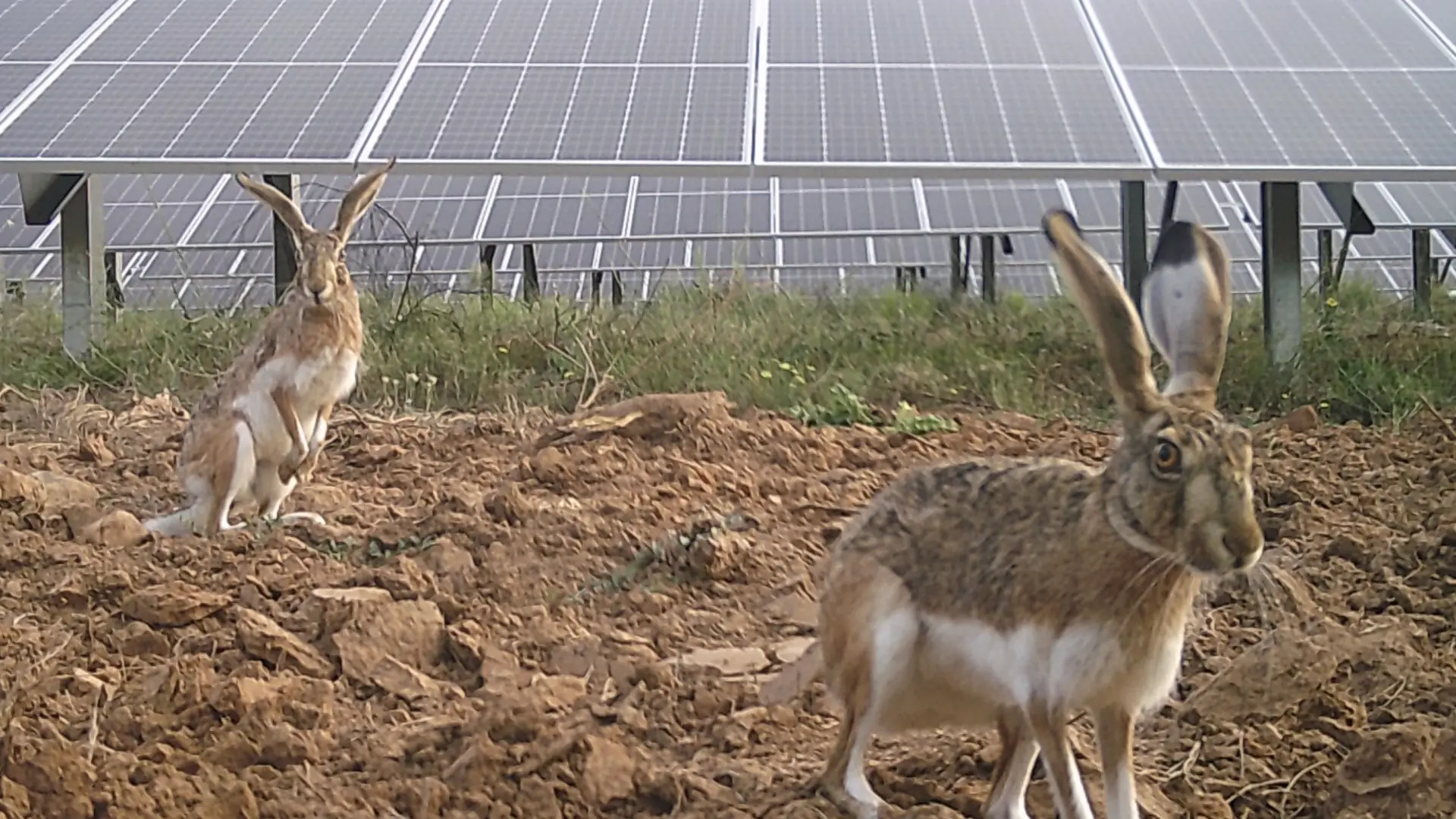 1709818542 Un estudio constata la buena convivencia entre las placas fotovoltaicas.jpeg