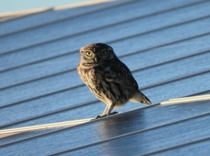 Descubre el vínculo entre energía verde y biodiversidad: SEO/BirdLife