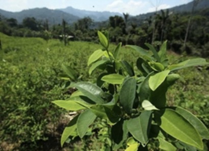 El narcotráfico, un peligro para la Amazonía y el clima