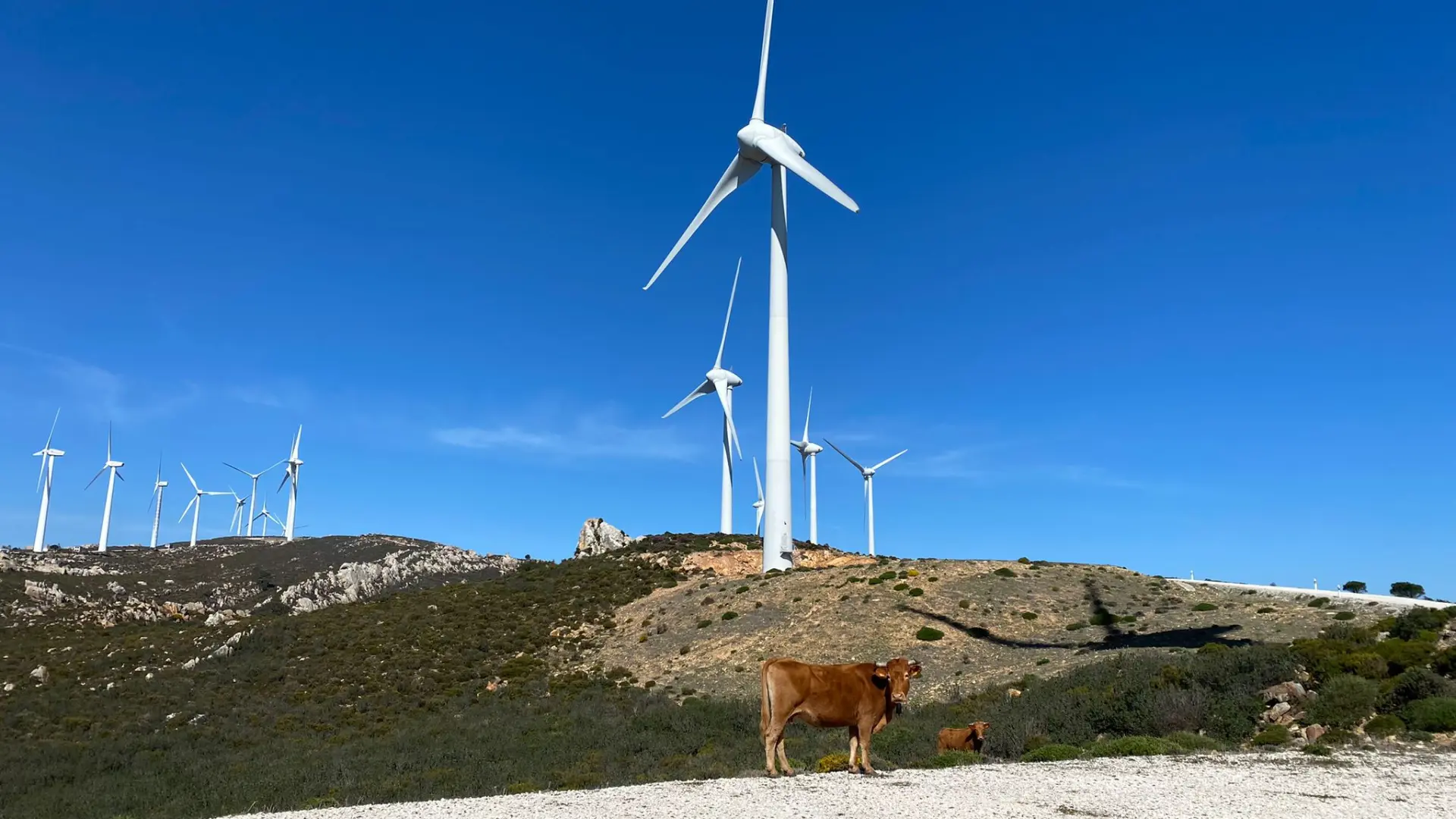 Conservacionistas españoles lideran debate UE sobre energía renovable contra parques y tierras agrícolas