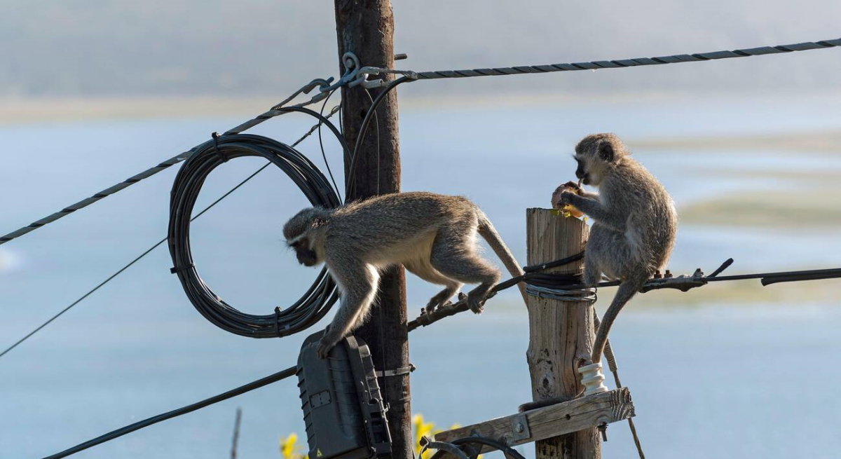 Un mono provoca un apagon nacional en Sri Lanka.jpg